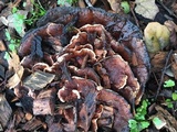 Abortiporus biennis image