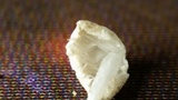 Mycena alphitophora image