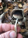 Psathyrella corrugis image