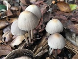 Psathyrella corrugis image
