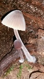 Mycena leptocephala image