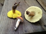 Gyroporus ballouii image