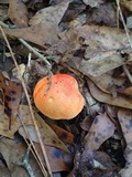 Tylopilus balloui image