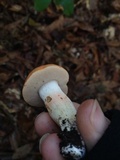 Gyroporus ballouii image