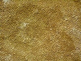 Phellinus robiniae image
