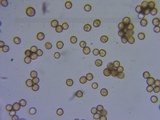 Battarrea phalloides image