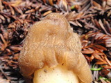Verpa conica image