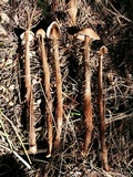 Battarrea phalloides image