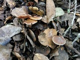 Cortinarius fragrantissimus image