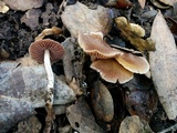 Cortinarius fragrantissimus image