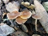 Cortinarius fragrantissimus image
