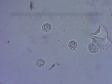 Amanita sect. Vaginatae image