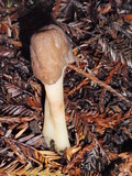 Verpa conica image