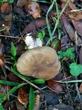 Clitocybe brunneocephala image