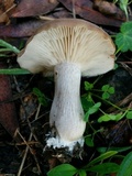 Clitocybe brunneocephala image