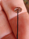 Gymnopus androsaceus image