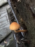 Flammulaster muricatus image
