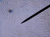 Rhizomarasmius pyrrhocephalus image