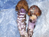 Cortinarius vanduzerensis image