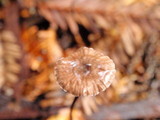 Gymnopus androsaceus image