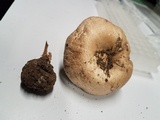Agaricus hupohanae image