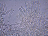 Rhizomarasmius pyrrhocephalus image