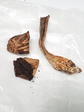 Agaricus bisporus image
