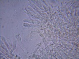 Rhizomarasmius pyrrhocephalus image