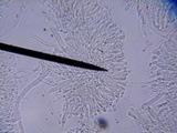 Rhizomarasmius pyrrhocephalus image