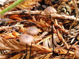 Gymnopus androsaceus image