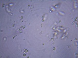 Rhizomarasmius pyrrhocephalus image