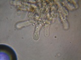 Rhizomarasmius pyrrhocephalus image