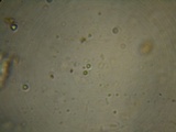 Rhizomarasmius pyrrhocephalus image