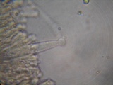 Rhizomarasmius pyrrhocephalus image
