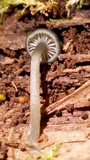 Arrhenia epichysium image