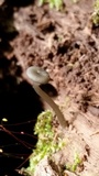 Arrhenia epichysium image