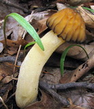 Morchella punctipes image