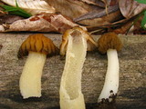 Morchella punctipes image
