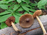 Entoloma vernum image