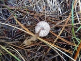 Mycena purpureofusca image