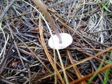 Mycena purpureofusca image