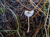 Mycena purpureofusca image