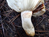 Russula dissimulans image