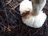Russula dissimulans image