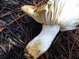 Russula dissimulans image