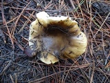 Russula dissimulans image