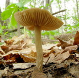 Entoloma vernum image