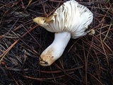 Russula dissimulans image