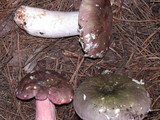 Russula olivacea image