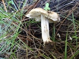 Inocybe xanthomelas image